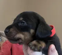 Colby, a male Miniature Dachshund for sale in Bumpass, VA – Photo 4 of 8