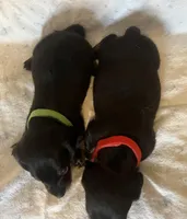 Colby, a male Miniature Dachshund for sale in Bumpass, VA – Photo 7 of 8