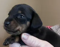 Colby, a male Miniature Dachshund for sale in Bumpass, VA – Photo 5 of 8