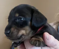 Colby, a male Miniature Dachshund for sale in Bumpass, VA – Photo 6 of 8