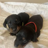 Colby, a male Miniature Dachshund for sale in Bumpass, VA – Photo 8 of 8