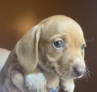 Lola  ( on hold), a female Miniature Dachshund for sale in Bumpass, VA – 2 of 6