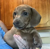 Bogey (blue shaded), a male Miniature Dachshund for sale in Bumpass, VA – 9 of 10