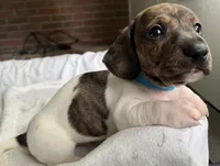 Brody (light brindle ), a male Miniature Dachshund for sale in Bumpass, VA – Photo 6 of 10