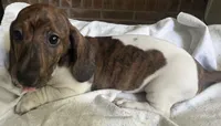 Brody (light brindle ), a male Miniature Dachshund for sale in Bumpass, VA – Photo 2 of 10