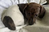 Brody (light brindle ), a male Miniature Dachshund for sale in Bumpass, VA – Photo 3 of 10