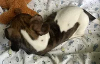 Brody (light brindle ), a male Miniature Dachshund for sale in Bumpass, VA – Photo 10 of 10