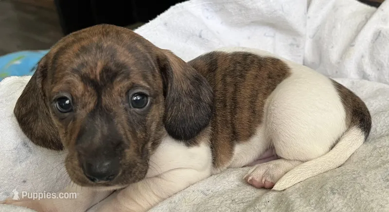 Brody (light brindle ), a male Miniature Dachshund for sale in Bumpass, VA – Photo 1 of 10