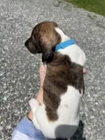 Brody (light brindle ), a male Miniature Dachshund for sale in Bumpass, VA – Photo 7 of 10