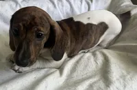 Brody (light brindle ), a male Miniature Dachshund for sale in Bumpass, VA – Photo 4 of 10