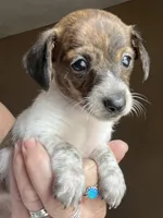 Tiny luna, a female Miniature Dachshund for sale in Bumpass, VA – 3 of 4
