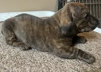 Mia. (brindle), a female Miniature Dachshund for sale in Bumpass, VA – Photo 7 of 10