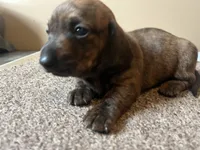 Mia. (brindle), a female Miniature Dachshund for sale in Bumpass, VA – Photo 10 of 10