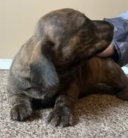 Mia. (brindle), a female Miniature Dachshund for sale in Bumpass, VA – Photo 6 of 10