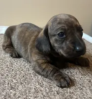 Mia. (brindle), a female Miniature Dachshund for sale in Bumpass, VA – Photo 1 of 10