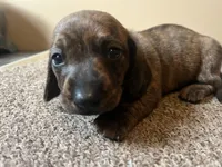 Mia. (brindle), a female Miniature Dachshund for sale in Bumpass, VA – Photo 3 of 10