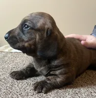 Mia. (brindle), a female Miniature Dachshund for sale in Bumpass, VA – Photo 4 of 10