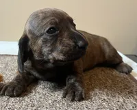 Mia. (brindle), a female Miniature Dachshund for sale in Bumpass, VA – Photo 9 of 10