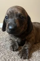 Mia. (brindle), a female Miniature Dachshund for sale in Bumpass, VA – Photo 2 of 10