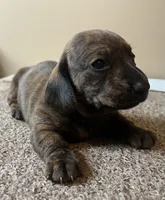 Mia. (brindle), a female Miniature Dachshund for sale in Bumpass, VA – Photo 8 of 10