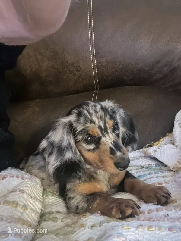 Sebastian – Miniature Dachshund puppy for sale in Bumpass, VA