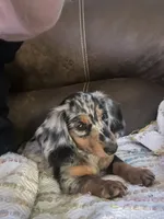 Sebastian.   ( on hold), a male Miniature Dachshund for sale in Bumpass, VA – 1 of 9