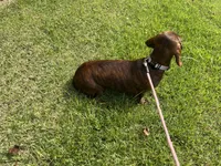 Tweeny(beautiful brindle), a female Miniature Dachshund for sale in Bumpass, VA – 6 of 8