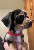 Tiny nugget, a male Miniature Dachshund for sale in Bumpass, VA – 3 of 9