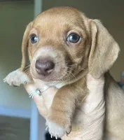 Lola  ( on hold), a female Miniature Dachshund for sale in Bumpass, VA – 6 of 6