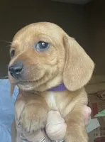Little ruby ( on hold), a female Miniature Dachshund for sale in Bumpass, VA – 3 of 7