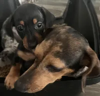 Tiny Tilly, a female Miniature Dachshund for sale in Bumpass, VA – Photo 9 of 9