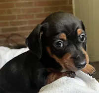 Tiny Tilly, a female Miniature Dachshund for sale in Bumpass, VA – Photo 6 of 9
