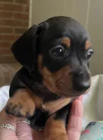 Tiny Tilly, a female Miniature Dachshund for sale in Bumpass, VA – Photo 7 of 9