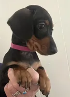 Tiny Tilly, a female Miniature Dachshund for sale in Bumpass, VA – Photo 5 of 9