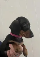 Tiny Tilly, a female Miniature Dachshund for sale in Bumpass, VA – Photo 3 of 9