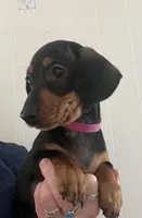 Tiny Tilly, a female Miniature Dachshund for sale in Bumpass, VA – Photo 1 of 9