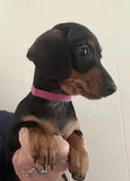 Tiny Tilly, a female Miniature Dachshund for sale in Bumpass, VA – Photo 2 of 9