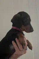 Tiny Tilly, a female Miniature Dachshund for sale in Bumpass, VA – Photo 4 of 9