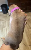 Lola , a female Miniature Dachshund for sale in Bumpass, VA – 3 of 3