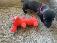 Toby ( dark brindle), a male Miniature Dachshund for sale in Bumpass, VA – Photo 6 of 6