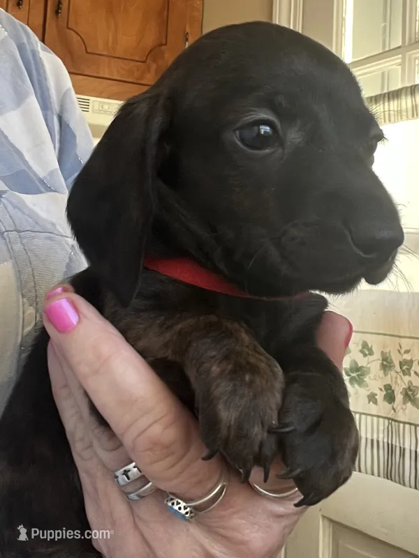 Toby ( dark brindle)