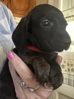 Toby ( dark brindle), a male Miniature Dachshund for sale in Bumpass, VA – Photo 1 of 6