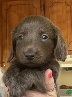 Bogey (bluish/grey long hair), a male Miniature Dachshund for sale in Bumpass, VA – Photo 5 of 10