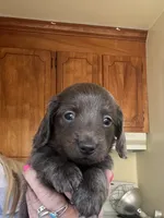 Bogey (bluish/grey long hair), a male Miniature Dachshund for sale in Bumpass, VA – Photo 10 of 10