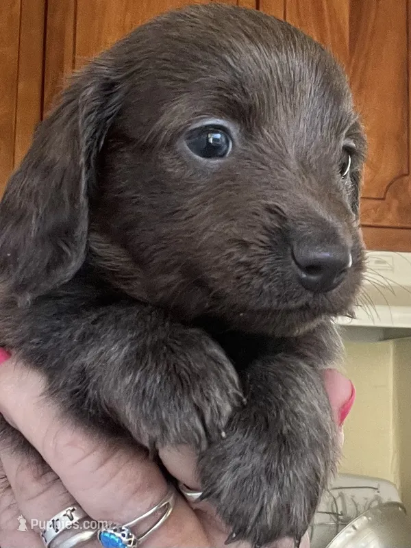 Bogey (bluish/grey long hair)