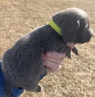 Bogey (bluish/grey long hair), a male Miniature Dachshund for sale in Bumpass, VA – Photo 9 of 10