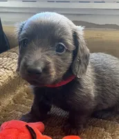 Bogey (bluish/grey long hair), a male Miniature Dachshund for sale in Bumpass, VA – Photo 7 of 10