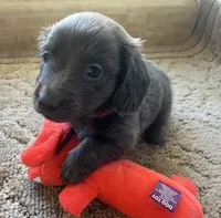 Bogey (bluish/grey long hair), a male Miniature Dachshund for sale in Bumpass, VA – Photo 3 of 10