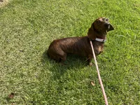 Tweeny(beautiful brindle), a female Miniature Dachshund for sale in Bumpass, VA – 7 of 8