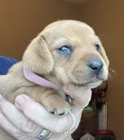 Little ruby, a female Miniature Dachshund for sale in Bumpass, VA – 2 of 3